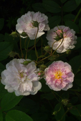 Rosa_Pauls_Himalayan_Musk2.jpg