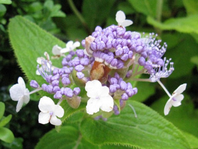 Hydrangea_involucrata_Gartenpur.jpg