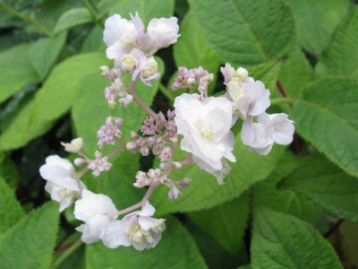 Hydrangea_involucrata_Hortensis_Gartenpur.jpg