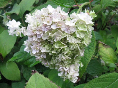 Hydrangea_involucrata_Yokudanka_Gartenpur.jpg