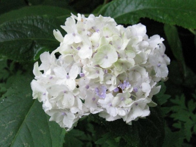 Hydrangea_involucrata_Sterilis_Gartenpur.jpg