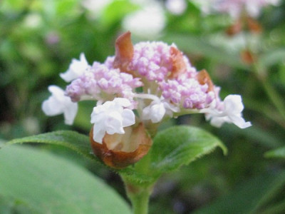 Hydrangea_involucrata_Plena_Gartenpur.jpg