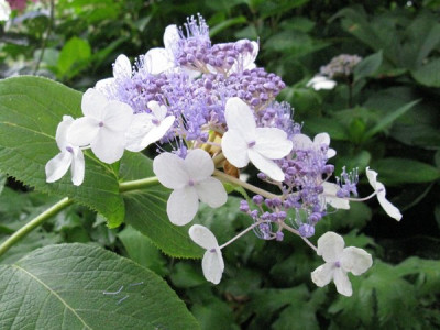 Hydrangea_involucrata_Late_Love_3_Gartenpur.jpg
