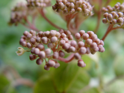DSC412.jpg
