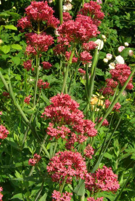 Centranthus_ruber.jpg