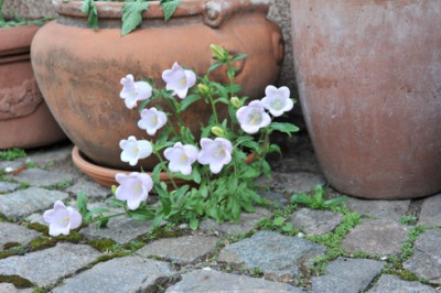 Campanula_medium_im_Tomatenrevier.jpg