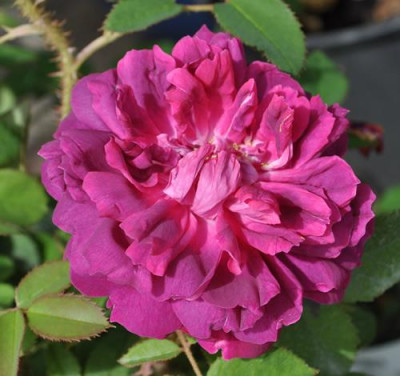 John_lInconnu_12__1297.jpg