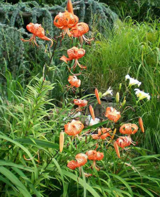 GP_Lilium_lancifolium_2012-08-03e.jpg