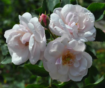Rosier_de_lIle_de_Bourbon_12__1279.jpg