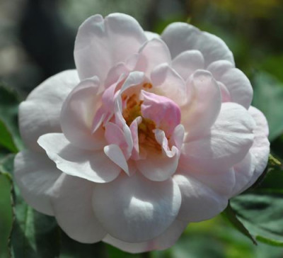 Rosier_de_lIle_de_Bourbon_2_12__1280.jpg