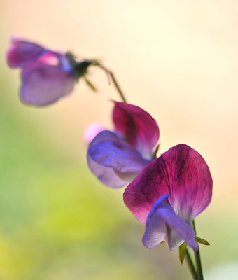 Lathyrus_odoratus.jpg