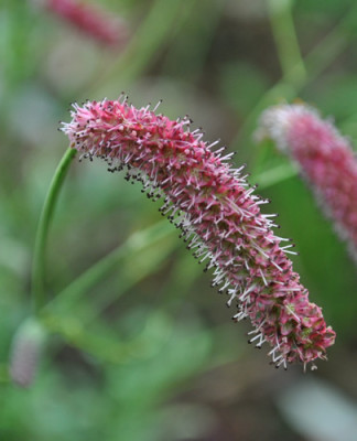 Sanguisorba_Hybride_Scapino_12__1332.jpg