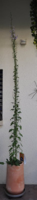 Glockenblume_Solidora_12__1418.jpg