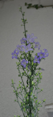 Glockenblume_Solidora_B_12__1375.jpg