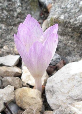 comp_Colchicum_davisii_09.08.12.jpg