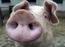 schwein.jpg