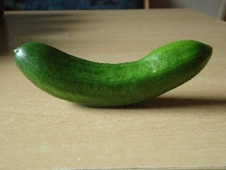 Mini-Snack-Gurke.jpg