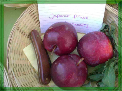 comp_Japanse_Pruim_mit_Messer.jpg