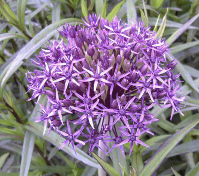 Allium_atropurpureumRimg0489.JPG