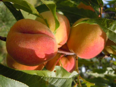 JuliAugust_2012_050.JPG