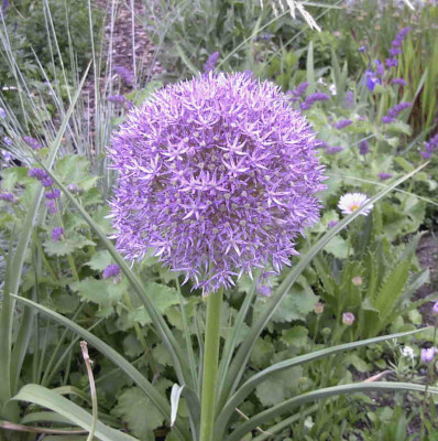 Allium_Round_and_PurpleRimg0492.JPG