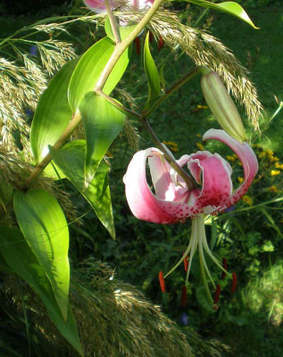 BG_Lilium_speciosum_var_rubrum_2012-08-10.jpg