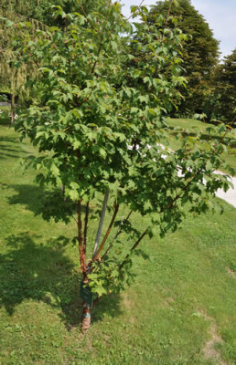 Acer_griseum_12__0691.jpg