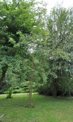 Rosa_moyesii_12__0724.jpg