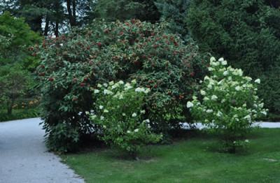 Hydrangea_12__0695.jpg
