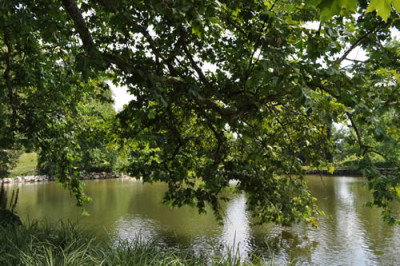 Im_Schatten_12__0709.jpg