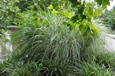 Pan_Gras_12__0708.jpg