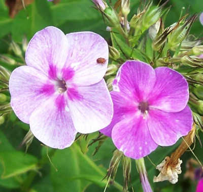 Aug_12_030_Farbwechsel_Phlox.jpg