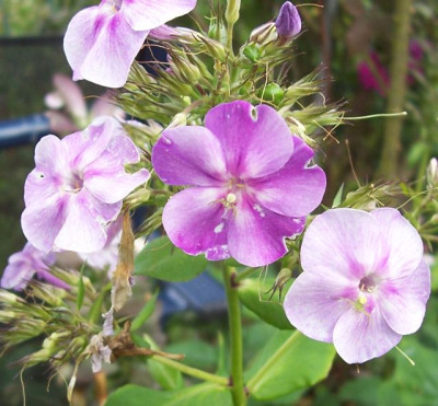 Aug_12_031_Phlox_bei_Rosenbogen.jpg