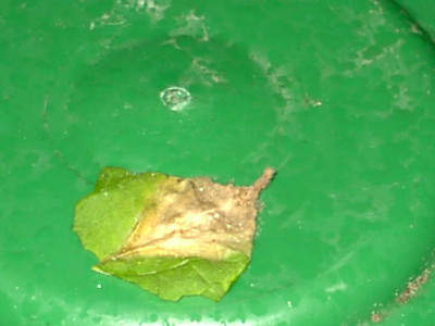 Marinannes_Peace_6.06.05_001.jpg