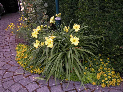 gelbe_Taglilien_an_trockenem_Standort.jpg