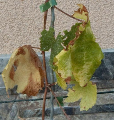 Detail_2012_08_05_20_29_51_0717.jpg
