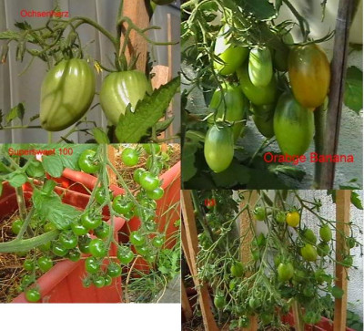 Tomaten_01_2012.jpg