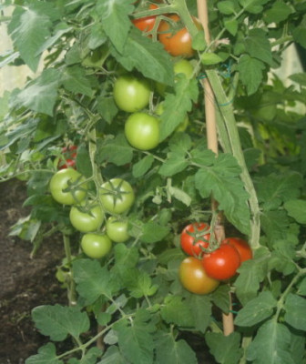 unbekannt4.8.12.jpg