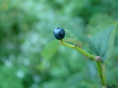 blue_muffinDSCF0224.JPG