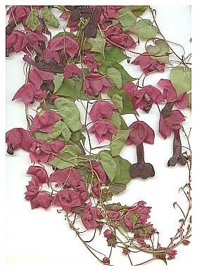 Rhodochiton.jpg