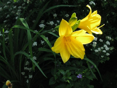 Hemerocallais_middendorffii_Gartenpur.jpg