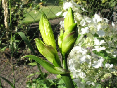 Hemerocallais_middendorffii_Knospe_Gartenpur.jpg