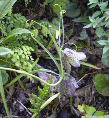 Fritillaria_cirrhosaRimg0420.JPG