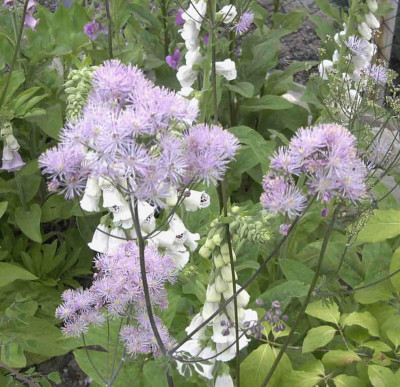 Thalictrum_rochebruneanumRimg0482.JPG
