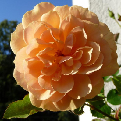 Pfirsichgold_0812_02.JPG