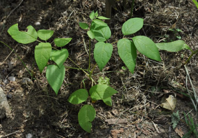 Decaisnea_fargesii_12__1570.jpg