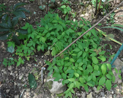 Decaisnea_fargesii_2_12__1571.jpg