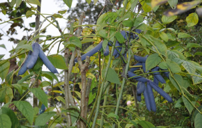 Decaisnea_fargesii__12__0808.jpg