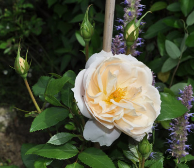 Lions_Rose_B_12__1560.jpg