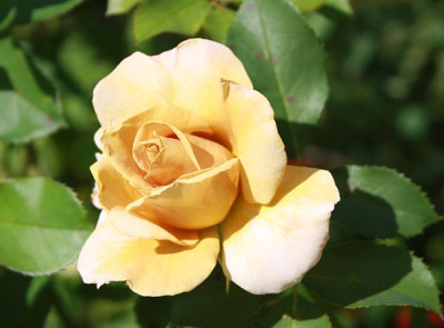 honey_Dijon_2012_1.jpg